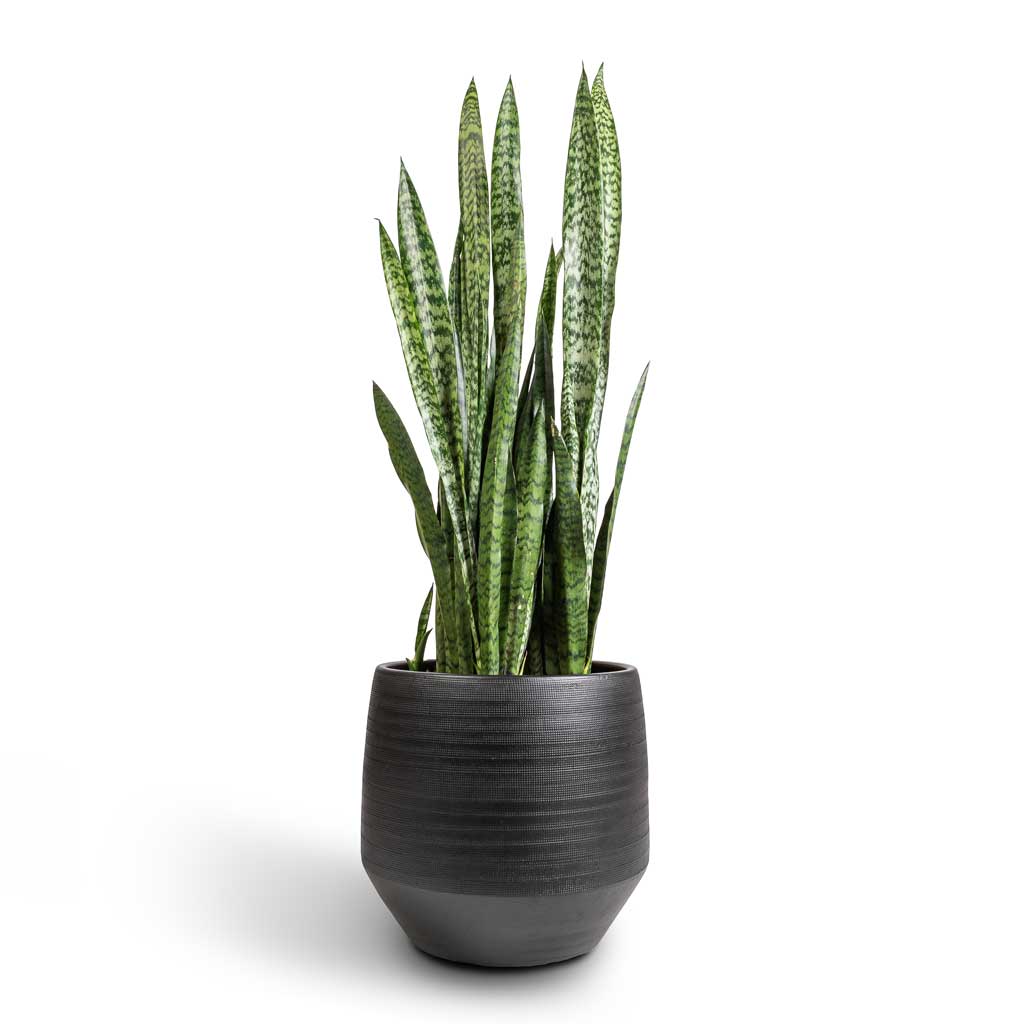 Sansevieria zeylanica - Snake Plant & Norell Plant Pot - Black