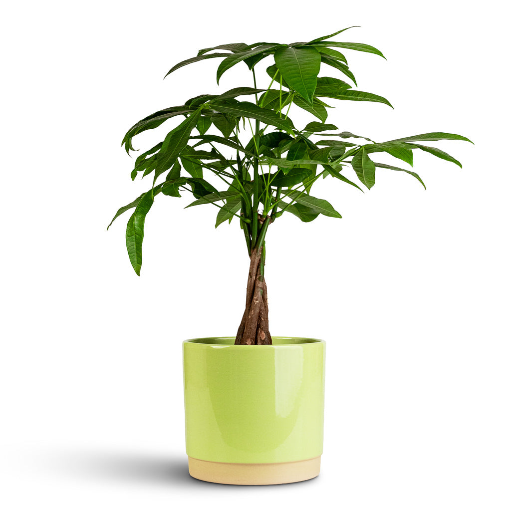 Saske Pot Pastel Green with Pachira-aquatica houseplant