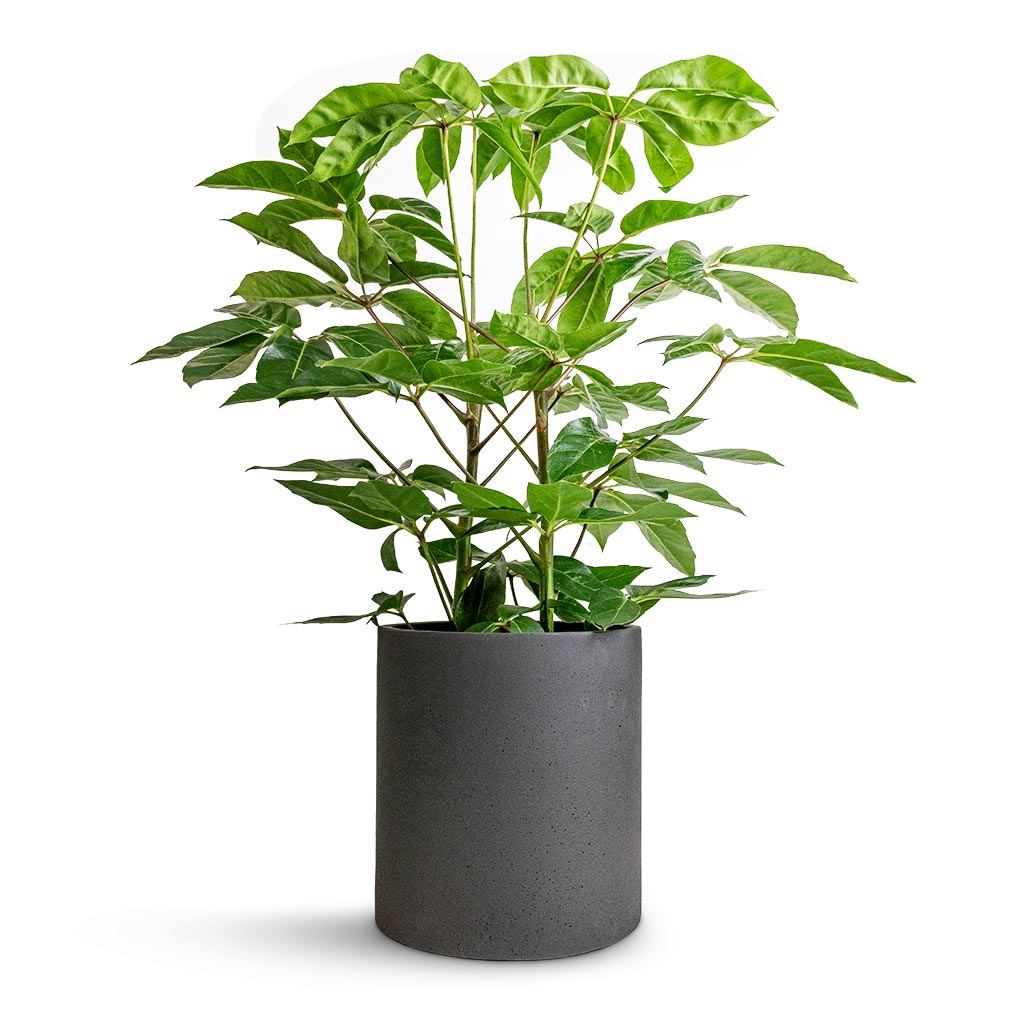 Schefflera actinophylla - Australian Umbrella Tree & Max Refined Planter - Volcano Black