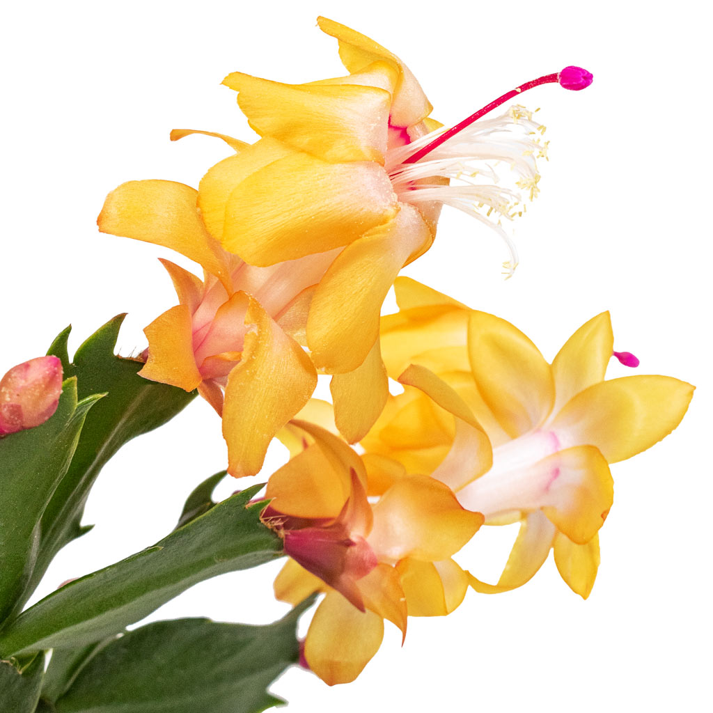 Schlumbergera Christmas Cactus Orange Close Up Of Flower