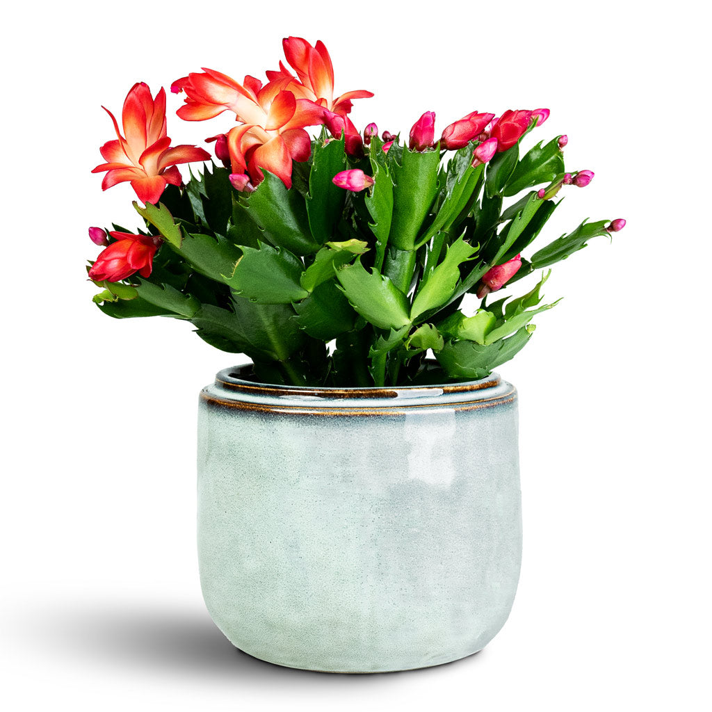 Schlumbergera Christmas Cactus Pink Purple 12x25cm Mabel Pot Ice Blue 15x13cm