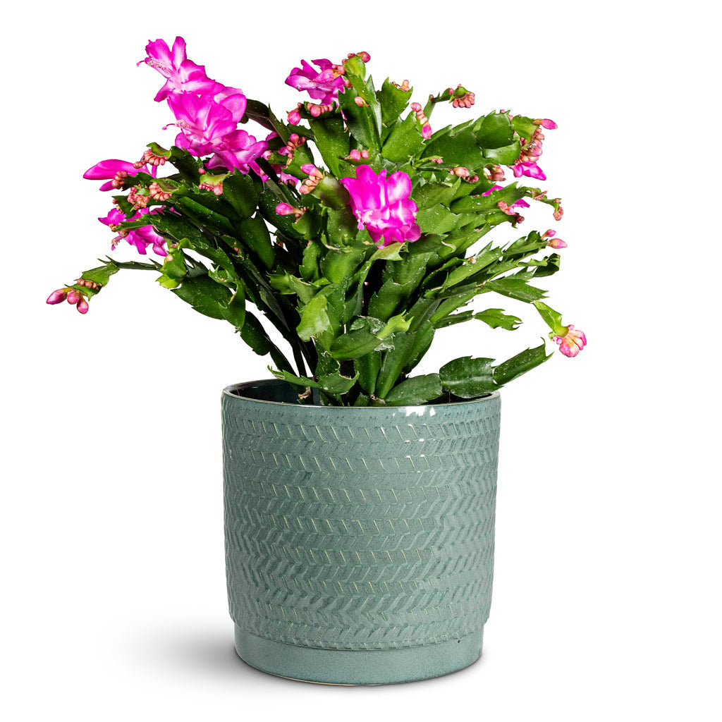 Schlumbergera Christmas Cactus Pink/Purple 17x40cm House Plant in Stien Pot Ocean 18x17cm