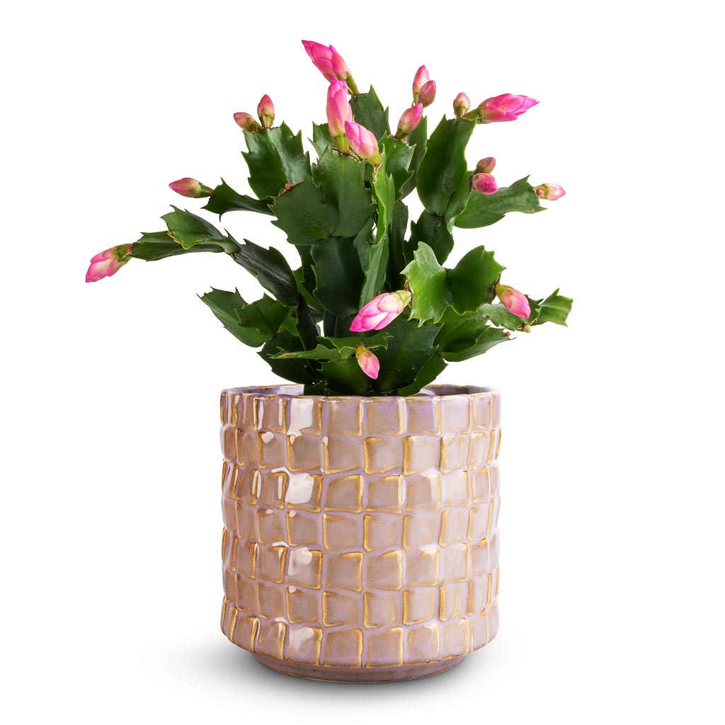 Schlumbergera - Christmas Cactus - Pink/Purple &amp; Stian Plant Pot - Soft Nougat