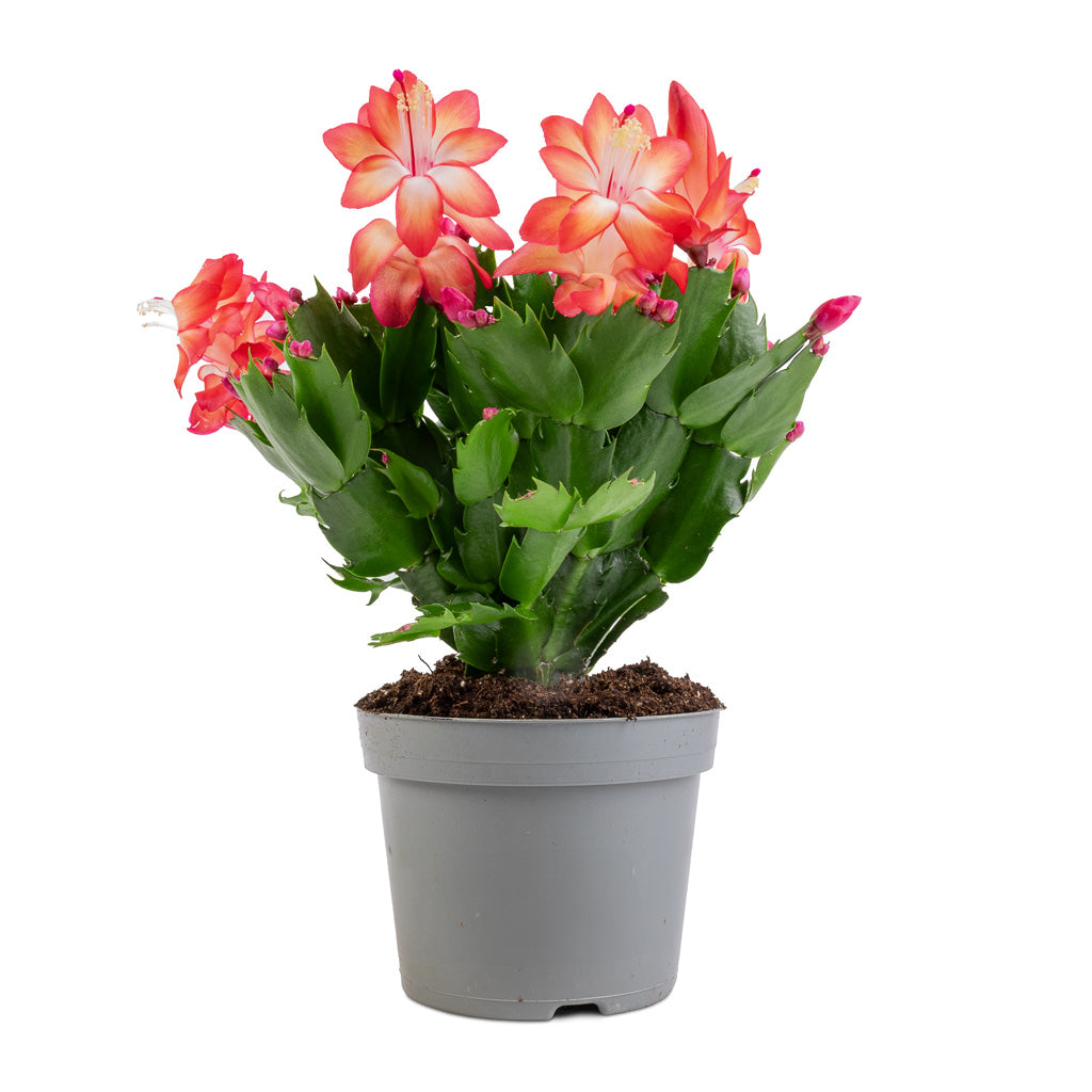 Schlumbergera - Christmas Cactus - Red
