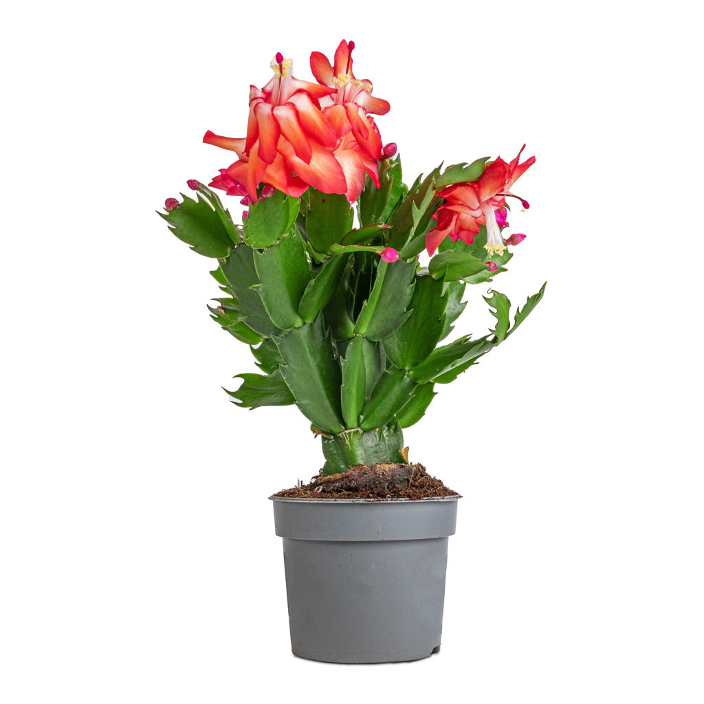 Schlumbergera - Christmas Cactus - Red - 9 x 23cm