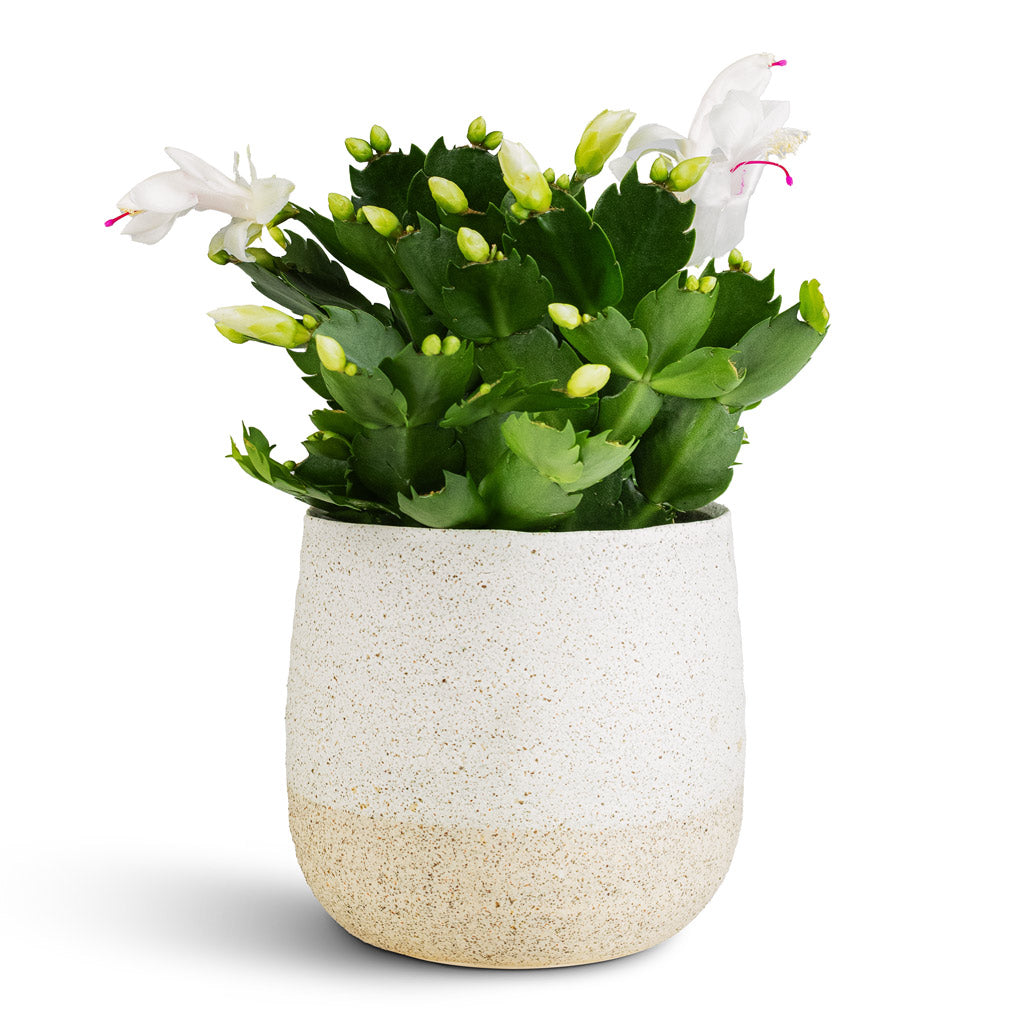 Schlumbergera Christmas Cactus White 12x25cm Celeste Pot Cream 15x14cm