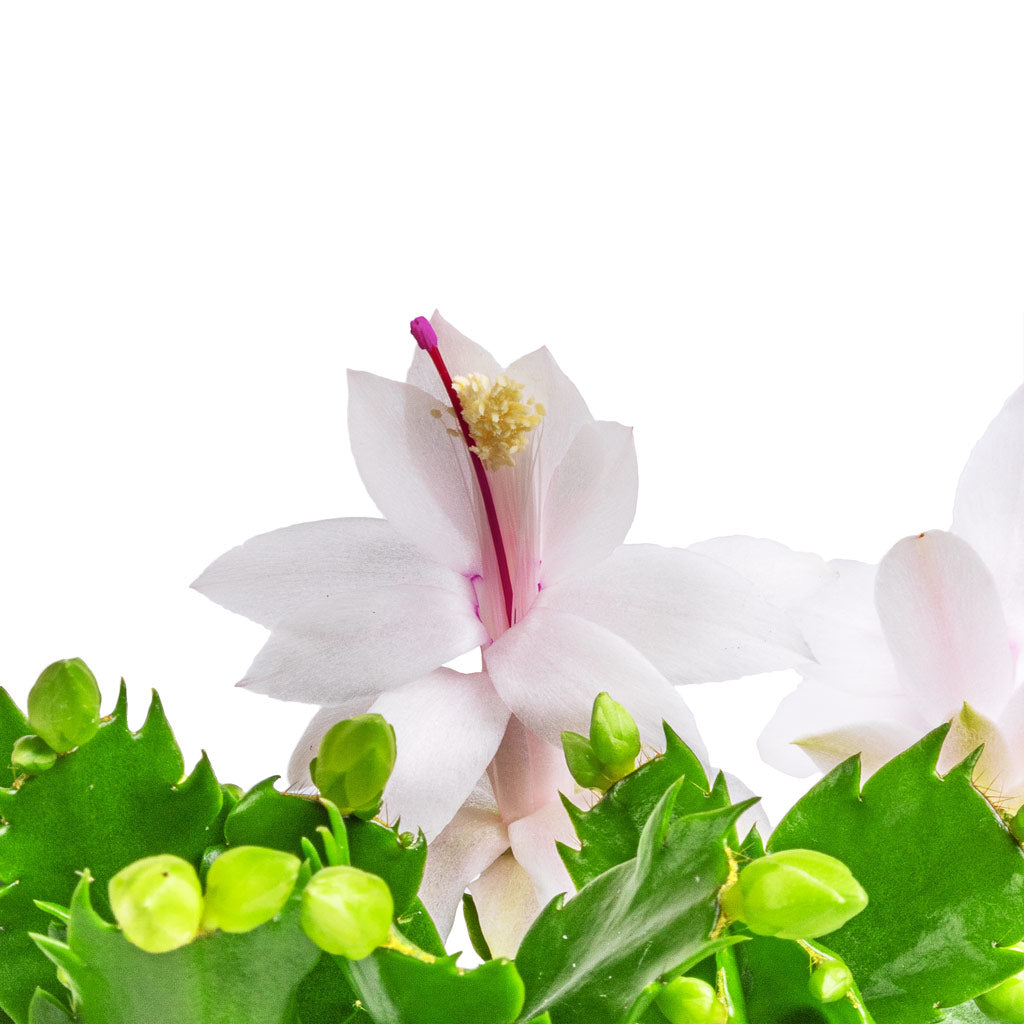 Schlumbergera - Christmas Cactus - White - Flower