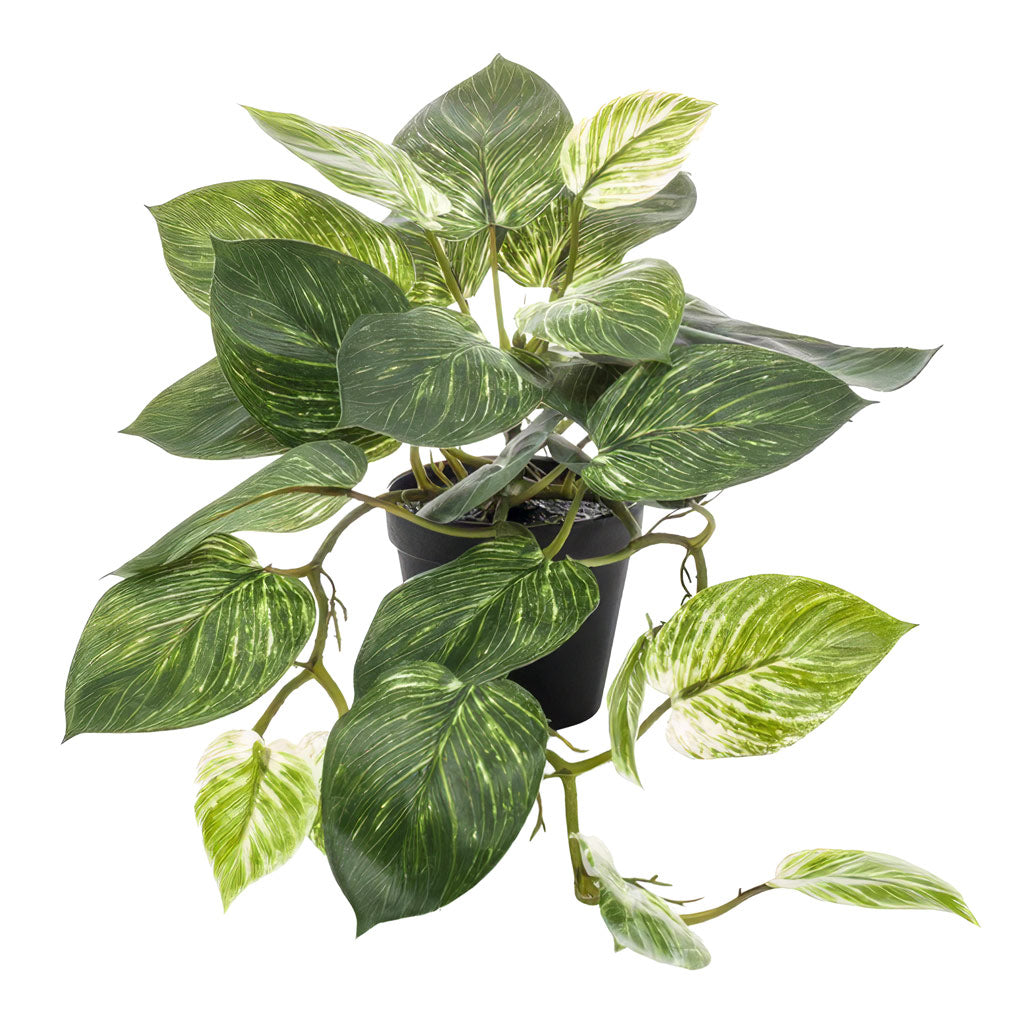Scindapsus Bush Green White Potted 55cm Artificial