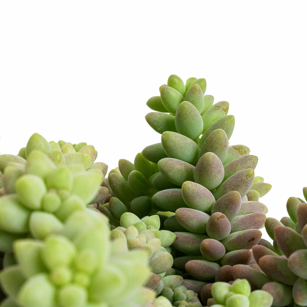 Sedum Burrito - Donkey Tail Details