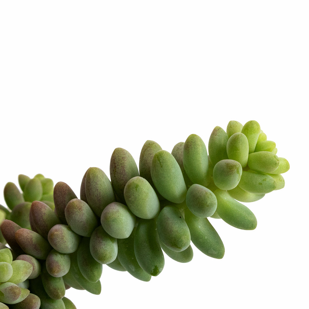 Sedum Burrito - Donkey Tail Details