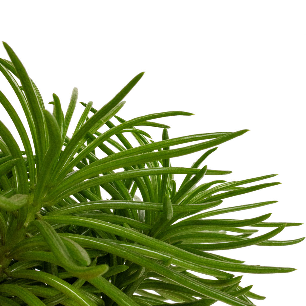 Senecio Himalaya - Himalaya Groundsel Details