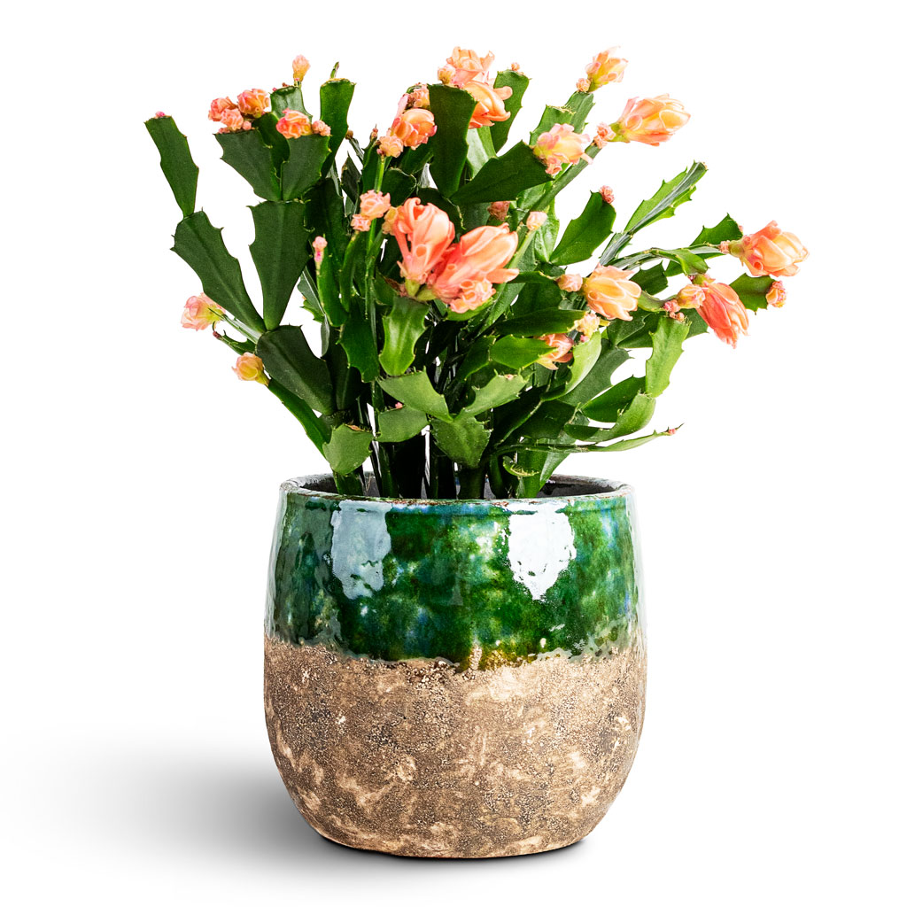 Schlumbergera - Christmas Cactus - Orange/Peach