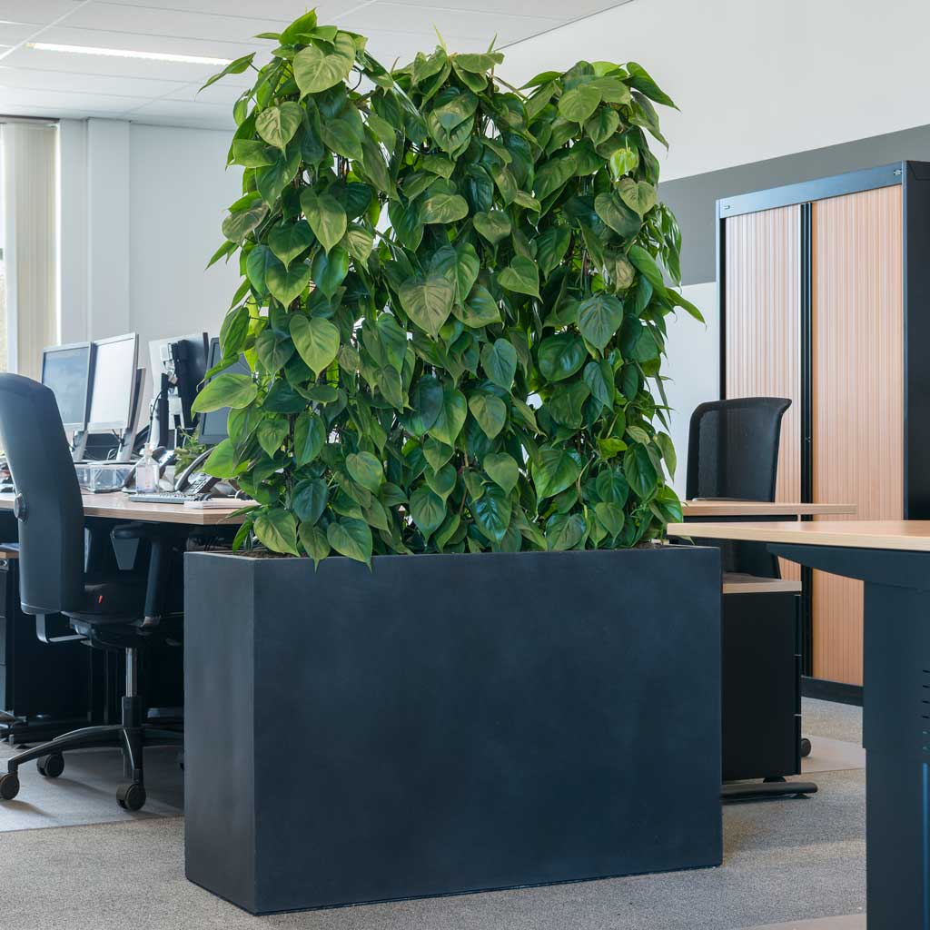 Solid Rectangle Planter - Dark Grey & Scandens Divider