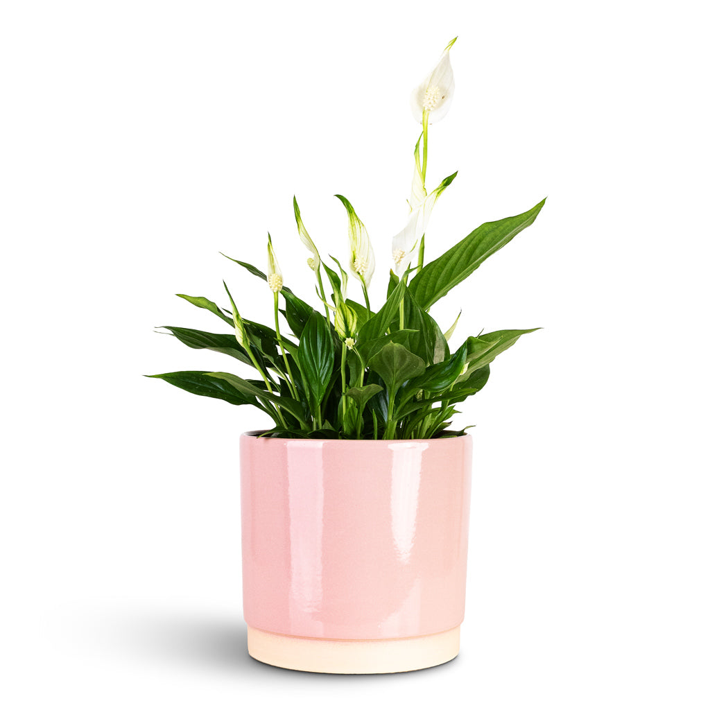 Spathiphyllum Bellini 13x40cm House Plant In Saske Pot Pastel Rose 16x15cm
