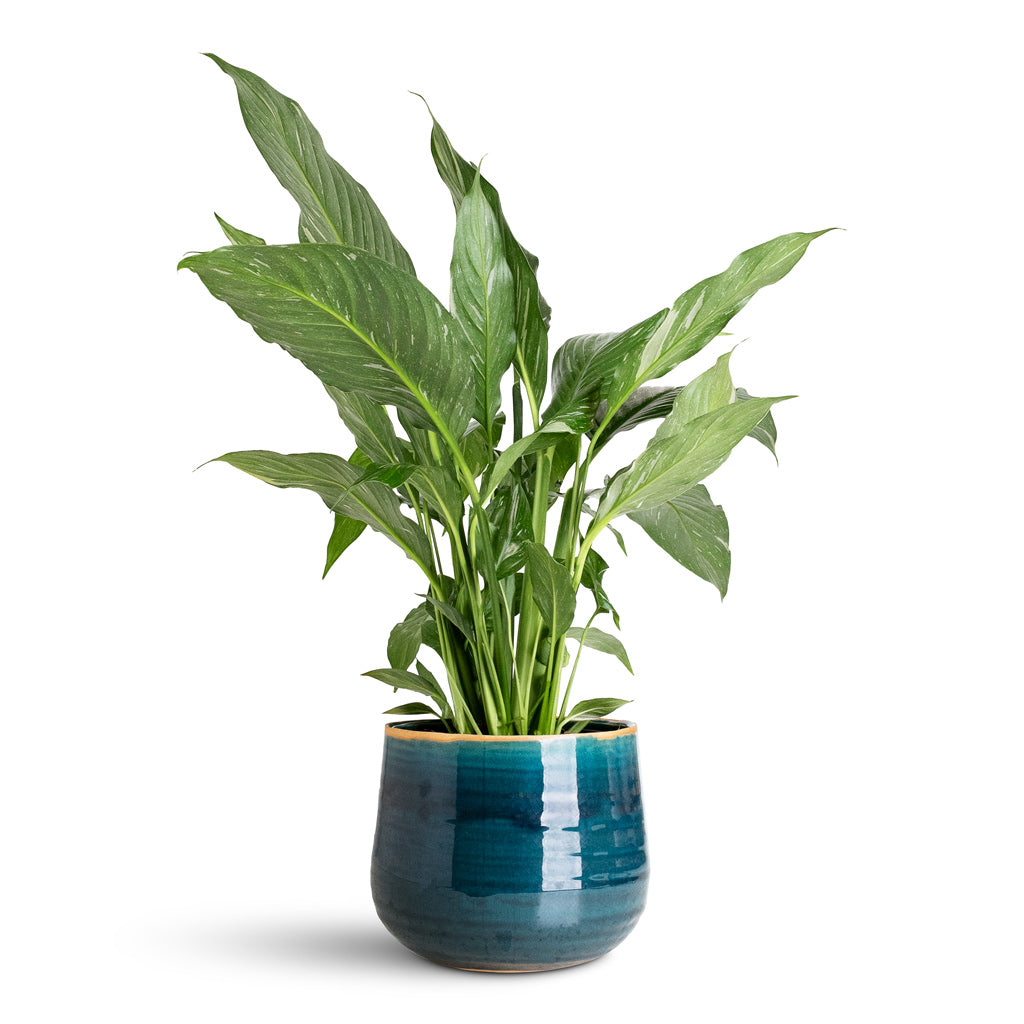 Spathiphyllum Diamond - 14x70cm In Iris Pot Turquoise - 18x15cm