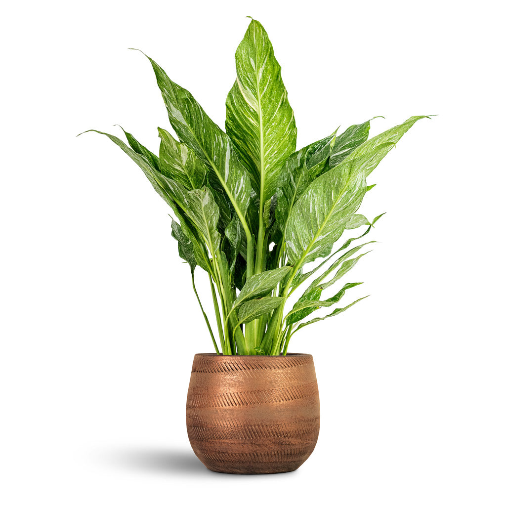 Spathiphyllum Diamond 17x60cm house plant in Joey Pot Shiny Copper 18x16cm