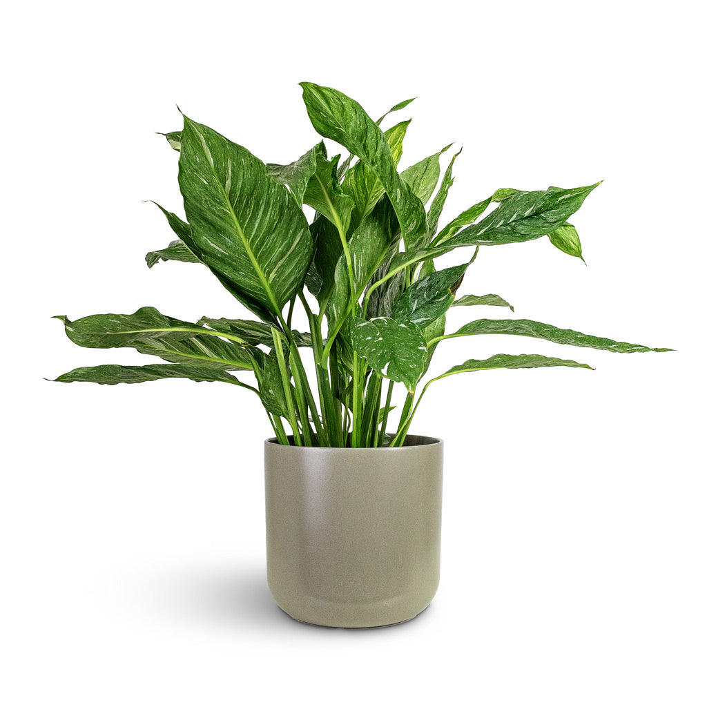 Spathiphyllum Diamond 17x60cm House Plant In Lisbon Pot Greige 21x21cm
