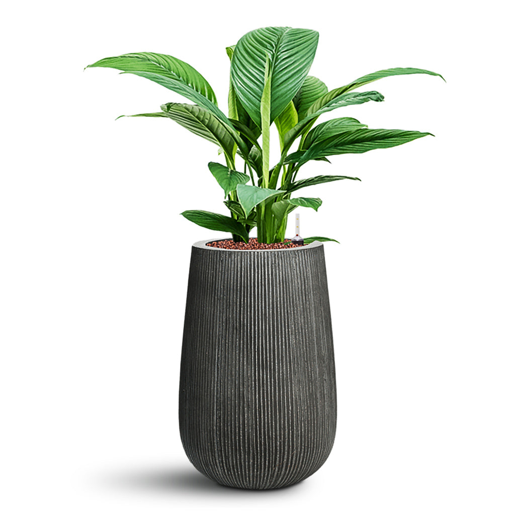 Spathiphyllum Sensation - Peace Lily - HydroCare & Patt High Ridged Planter - Dark Grey