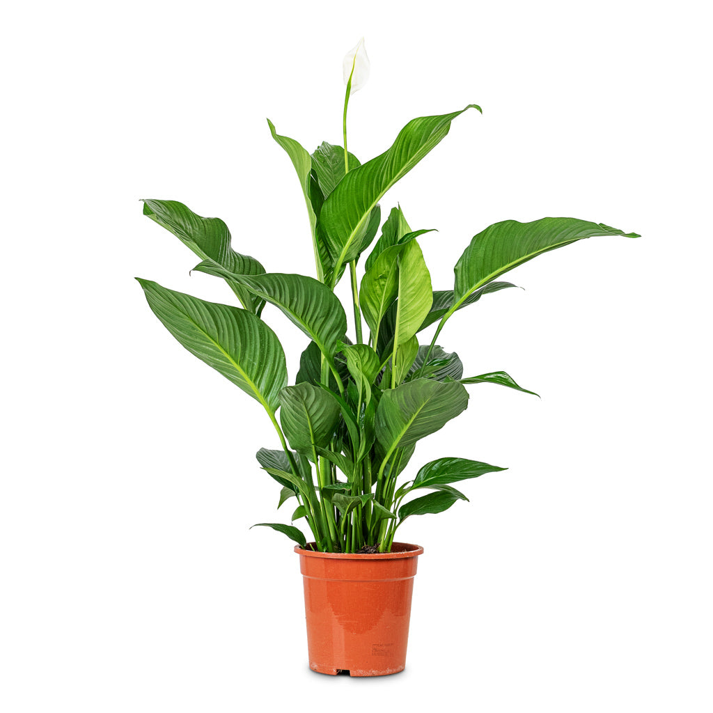 Spathiphyllum Sweet Lauretta 21x90cm