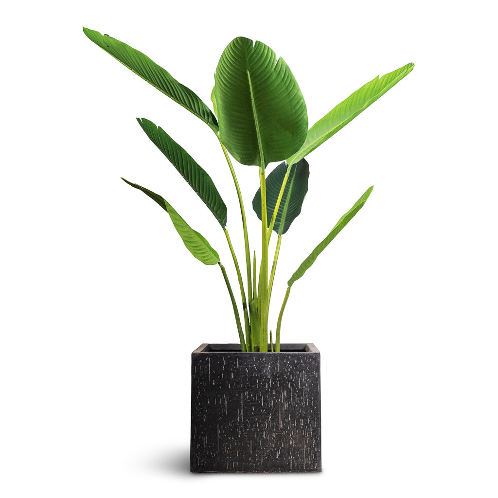 Strelitzia Bird of Paradise Artificial In Raindrop Cube Planter Anthracite