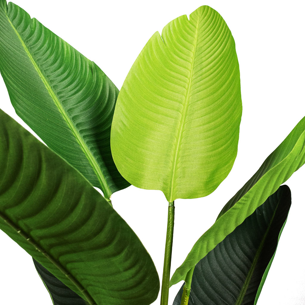 Strelitzia Bird of Paradise Artificial Detail Of Stems And Leaves