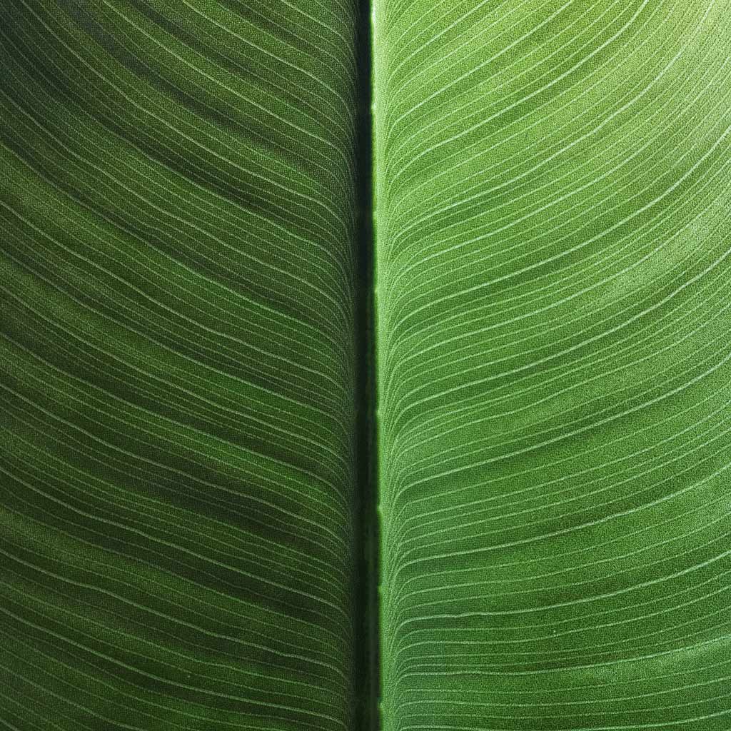 Strelitzia Bird of Paradise Artificial CLose Up Of Leaf Pattern