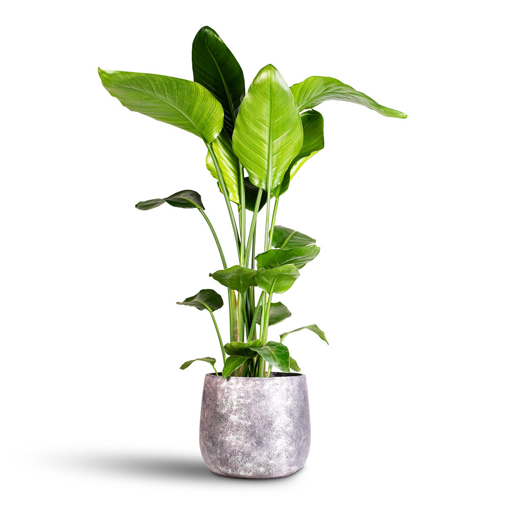 Strelitzia Nicolai Jules Pot Shiny Purple 26x22cm