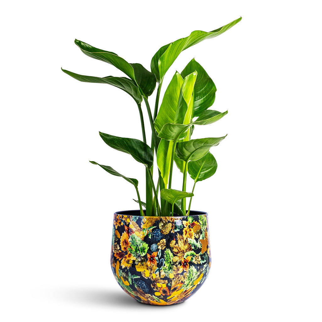 Strelitzia nicolai - 17x65cm House Plant In Lammie Pot Berry Blue - 24x21cm