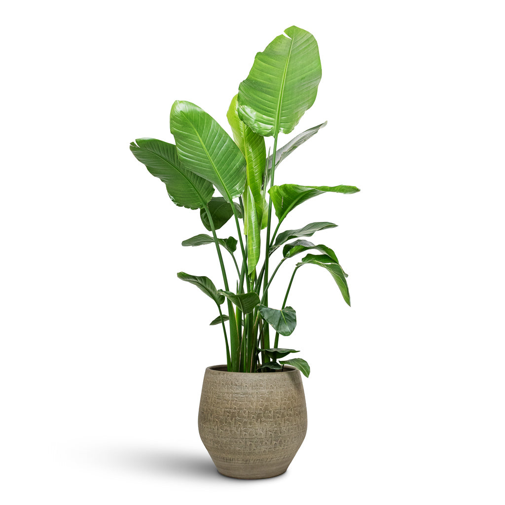 Strelitzia nicolai 27x130cm House Plant In Rafael Pot Olive 42x38cm