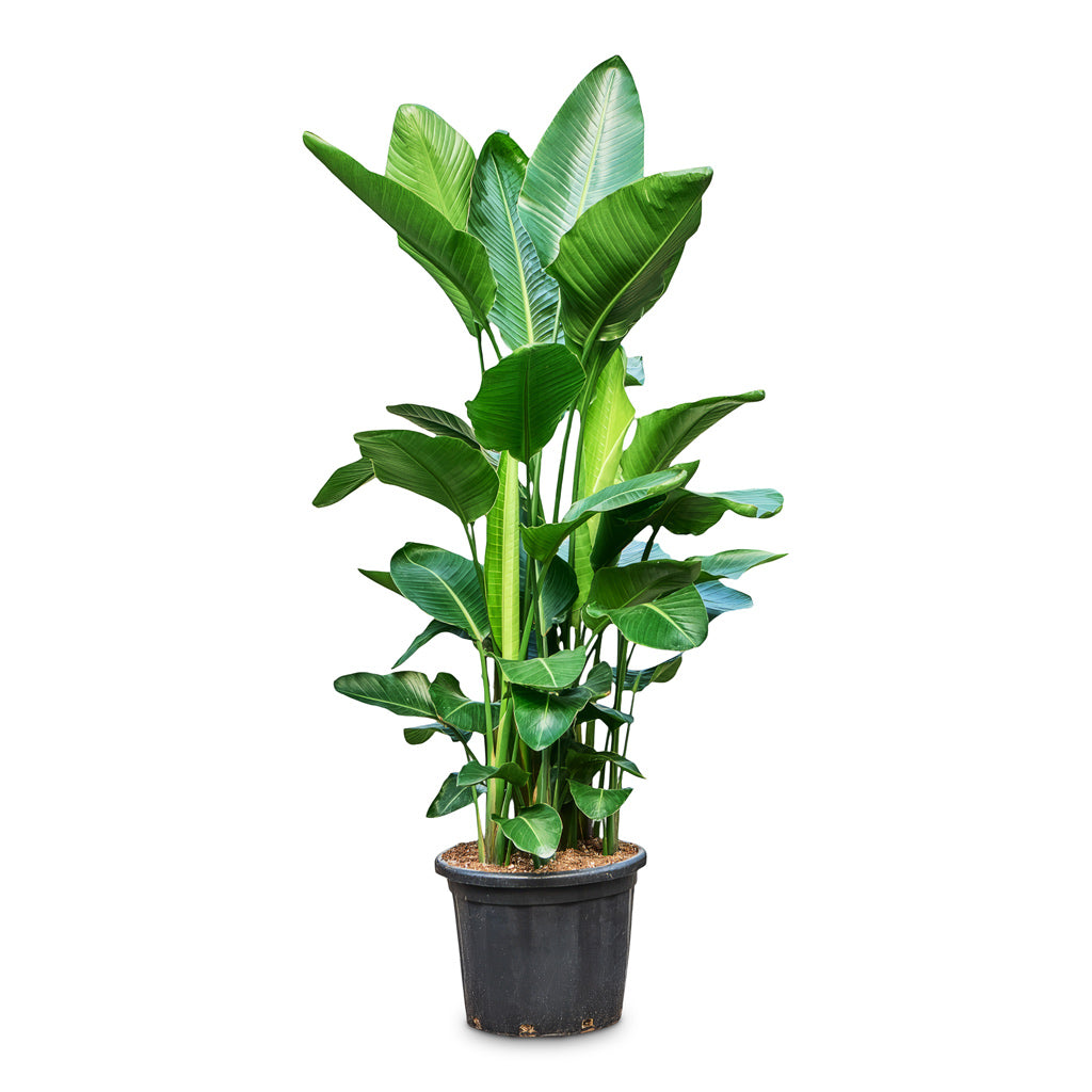 Strelitzia nicolai 45x200cm