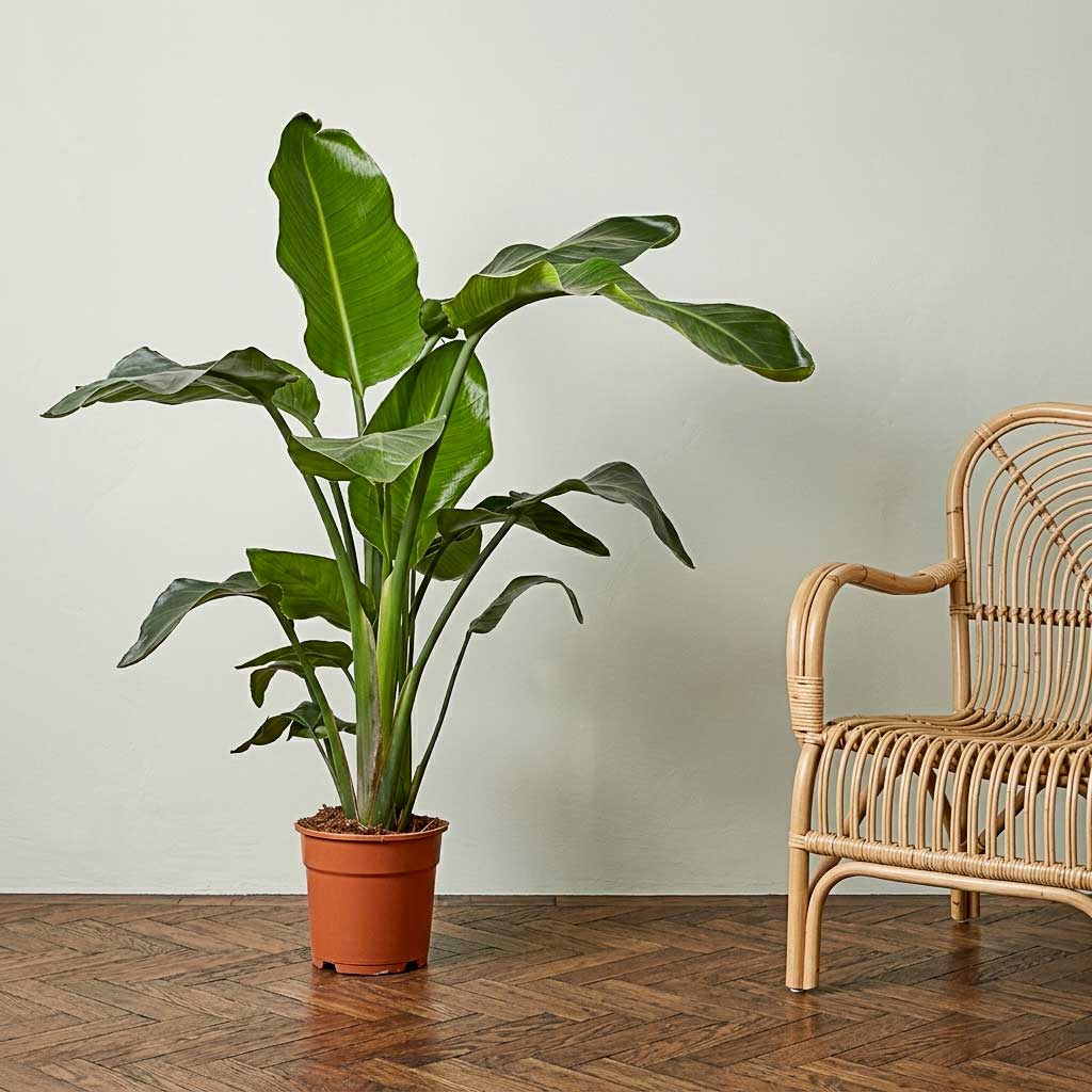 Strelitzia nicolai - Giant White Bird of Paradise - 21 x 100cm