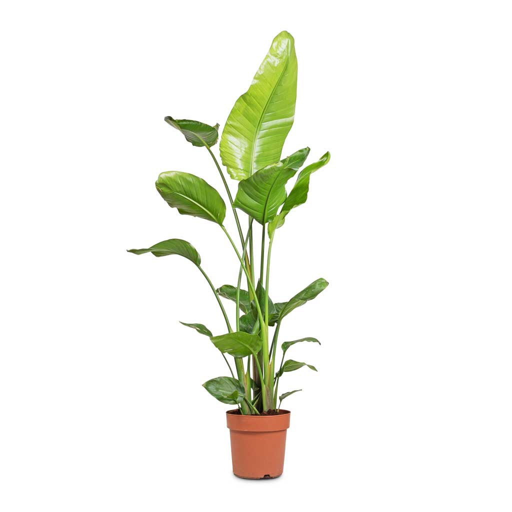 Strelitzia nicolai - Giant White Bird of Paradise