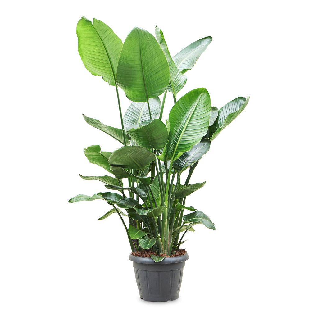 Strelitzia nicolai - Giant White Bird of Paradise - 35 x 160cm
