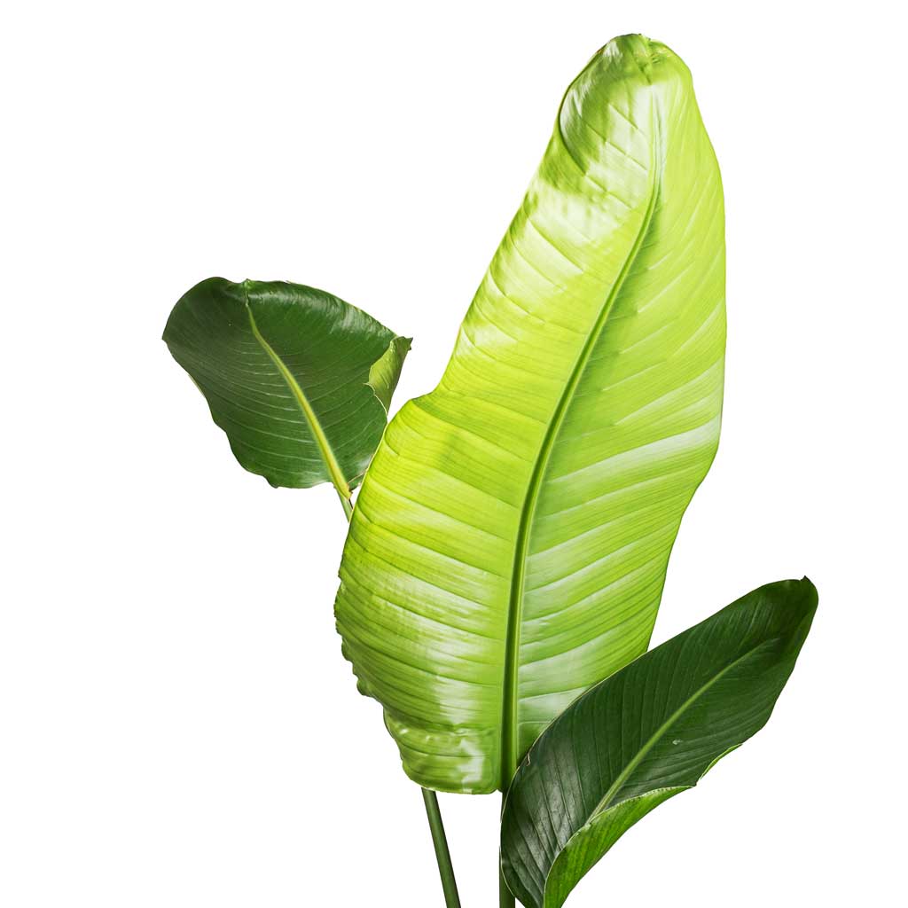 Strelitzia nicolai - Giant White Bird of Paradise