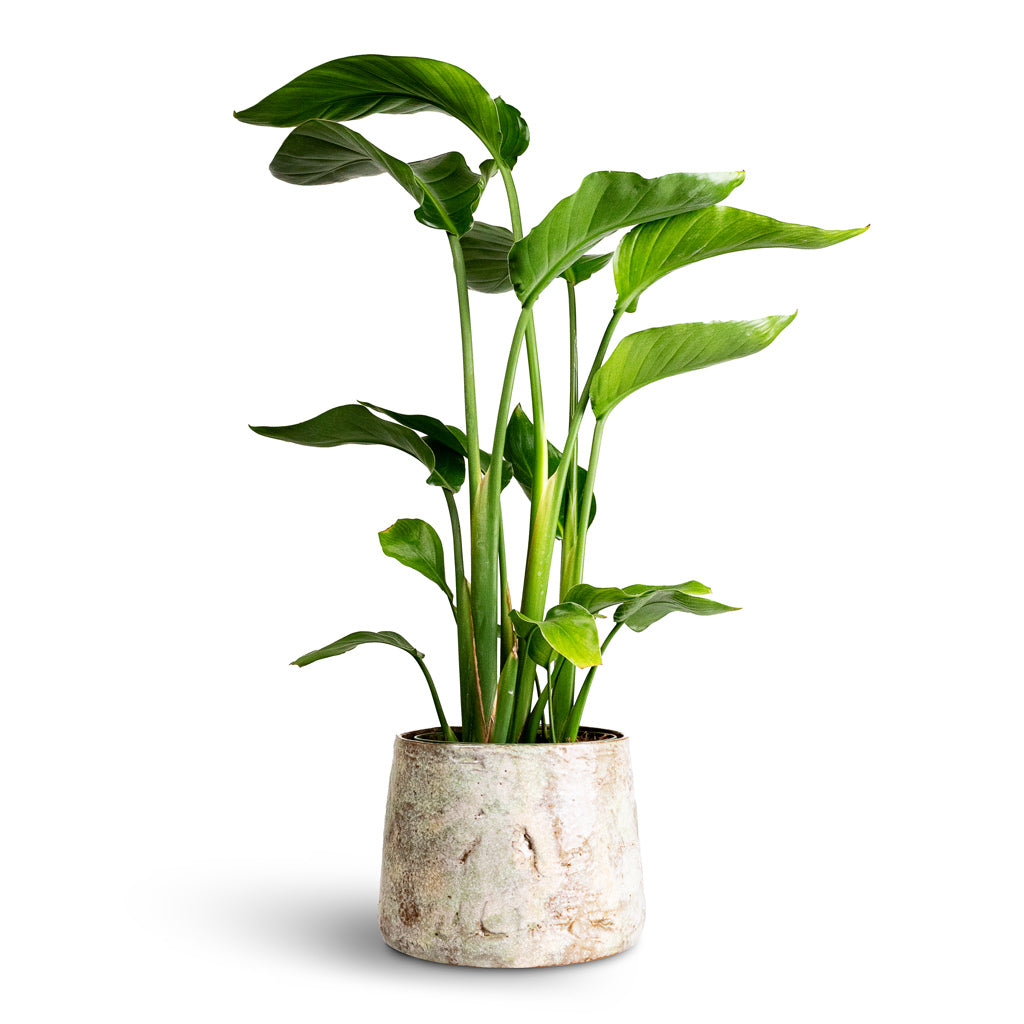 Strelitzia nicolai Houseplant 17x65cm Masha Plant Pot Mint 22x17cm