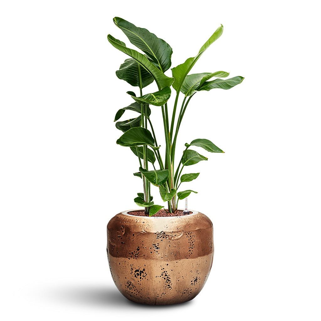 Strelitzia nicolai HydroCare in Opus Raw Couple - Gold - 50 x 120cm