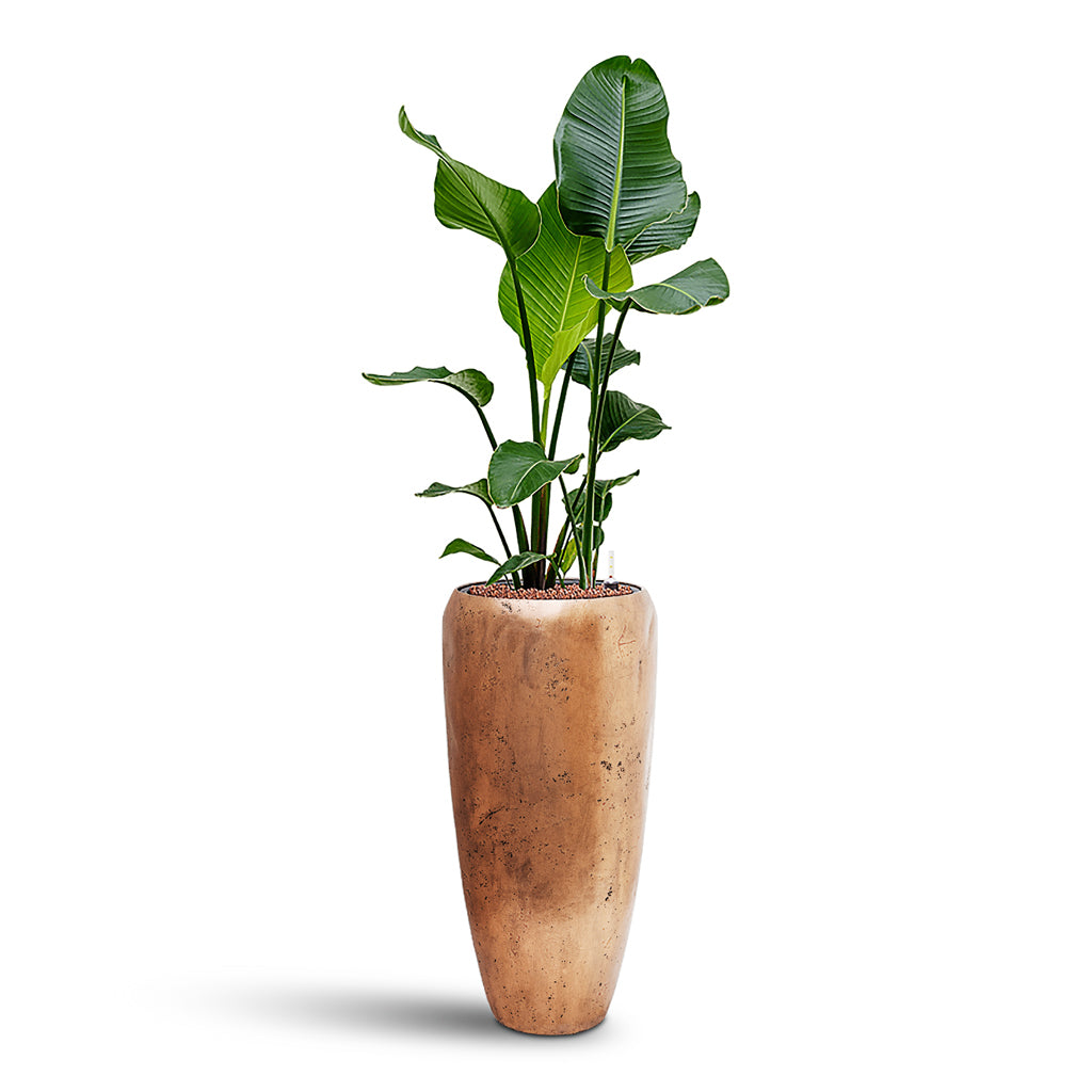 Strelitzia nicolai HydroCare house plant in Opus Raw Partner Gold 31x142cm