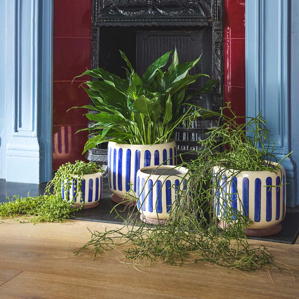 Variegated Peace Lily, String of Pearls & Pencil Cactus all In Striped Blue Plant Pot