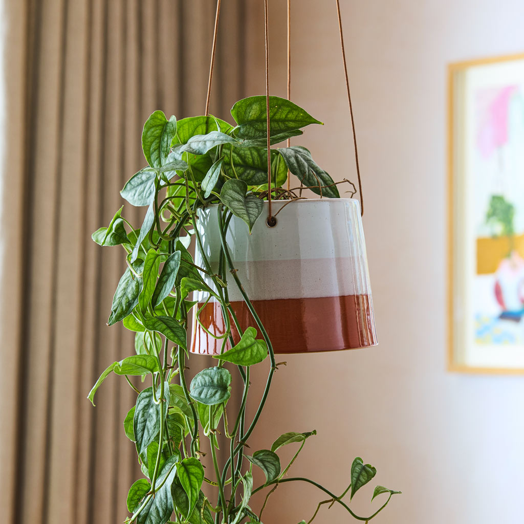 Philodendron In Striped Hanging Pot Terracotta Blush