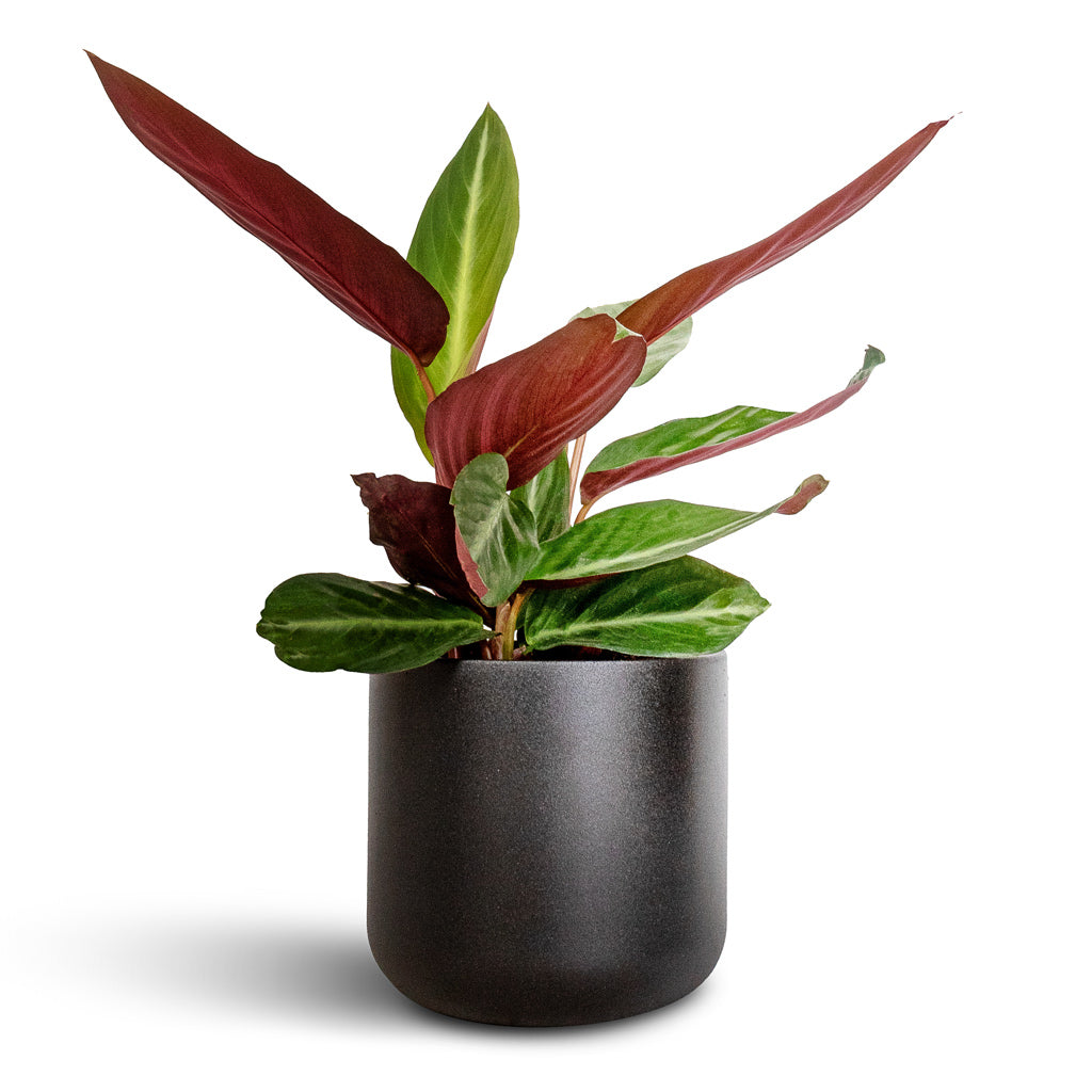 Stromanthe sanguinea Stripestar & Lisbon Plant Pot - Anthracite