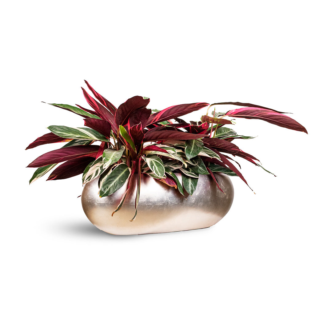 Stromanthe sanguinea Triostar 19x70cm House Plant in Metallic Boat Planter Light Champagne 75x30x25cm