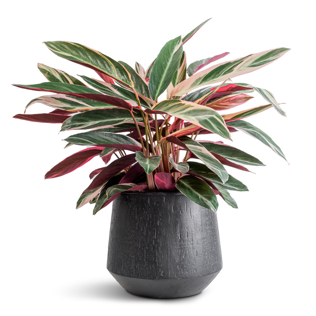 Stromanthe sanguinea Triostar & Raindrop Tube Round Planter - Anthracite