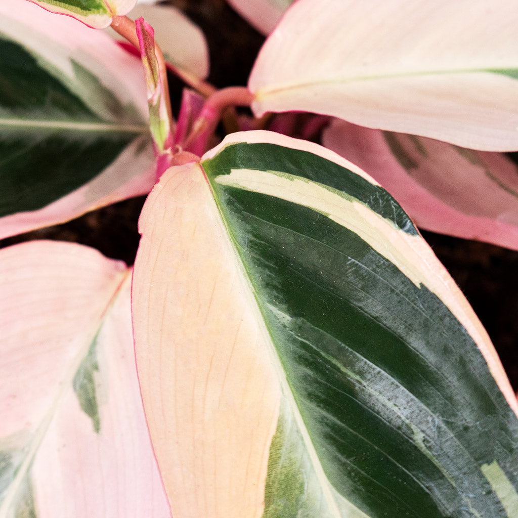 Stromanthe sanguinea Triostar Close Up