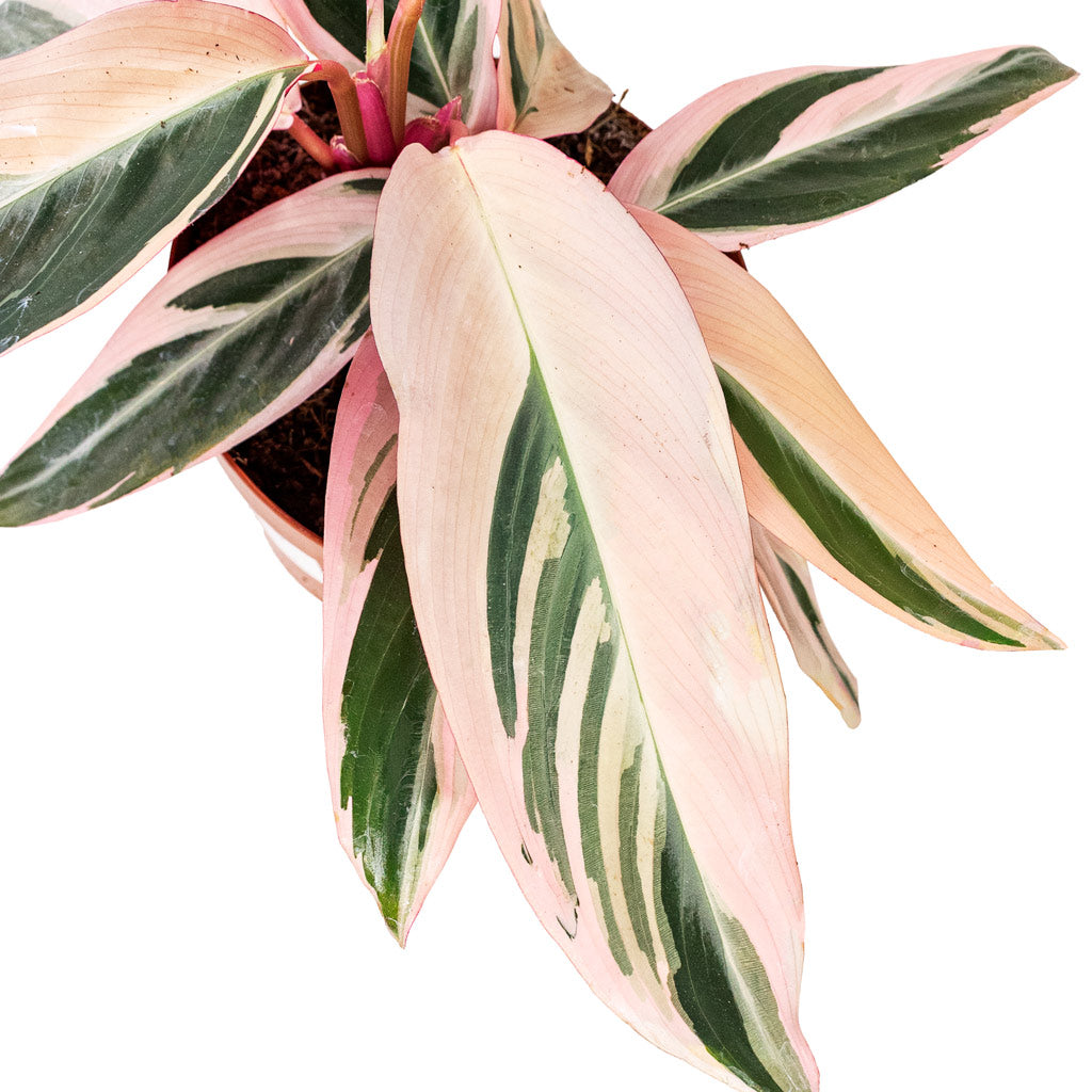 Stromanthe sanguinea Triostar Close Up