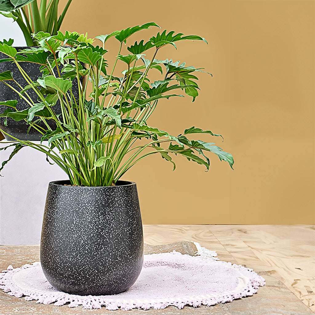 Terrazzo Balloon Planter - Black & Philodendron