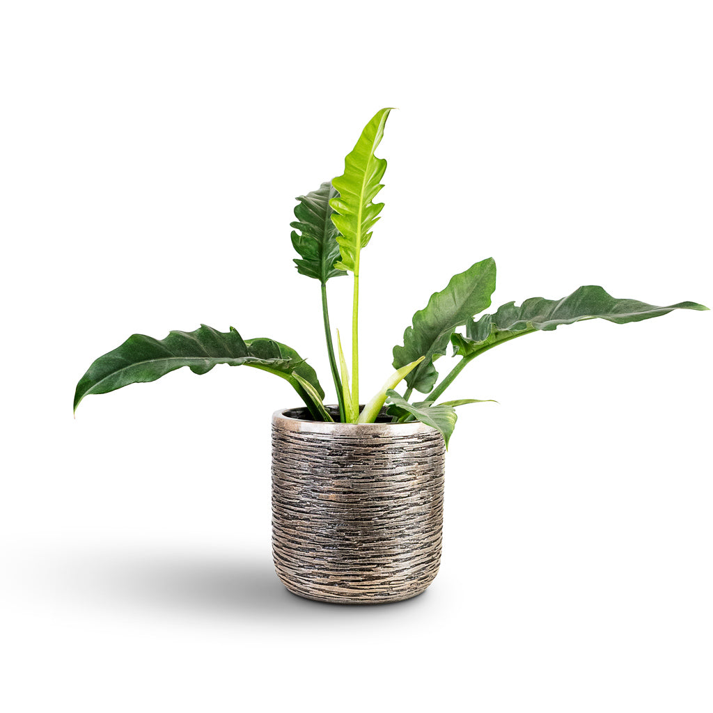 Thaumatophyllum bipinnatifidum Narrow Tiger Tooth House Plant In Luxe Lite Wrinkle Cylinder Planter Bronze