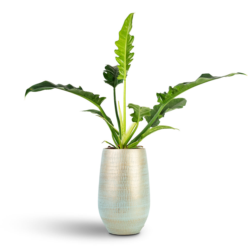 Thaumatophyllum bipinnatifidum Narrow Tiger Tooth House Plant In Ryan Vase Blue Gold