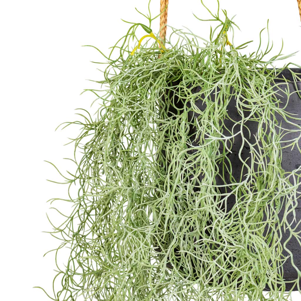 Tillandsia Hair Bush Artificial In Patt Hanging Pot Black Washed Close Up