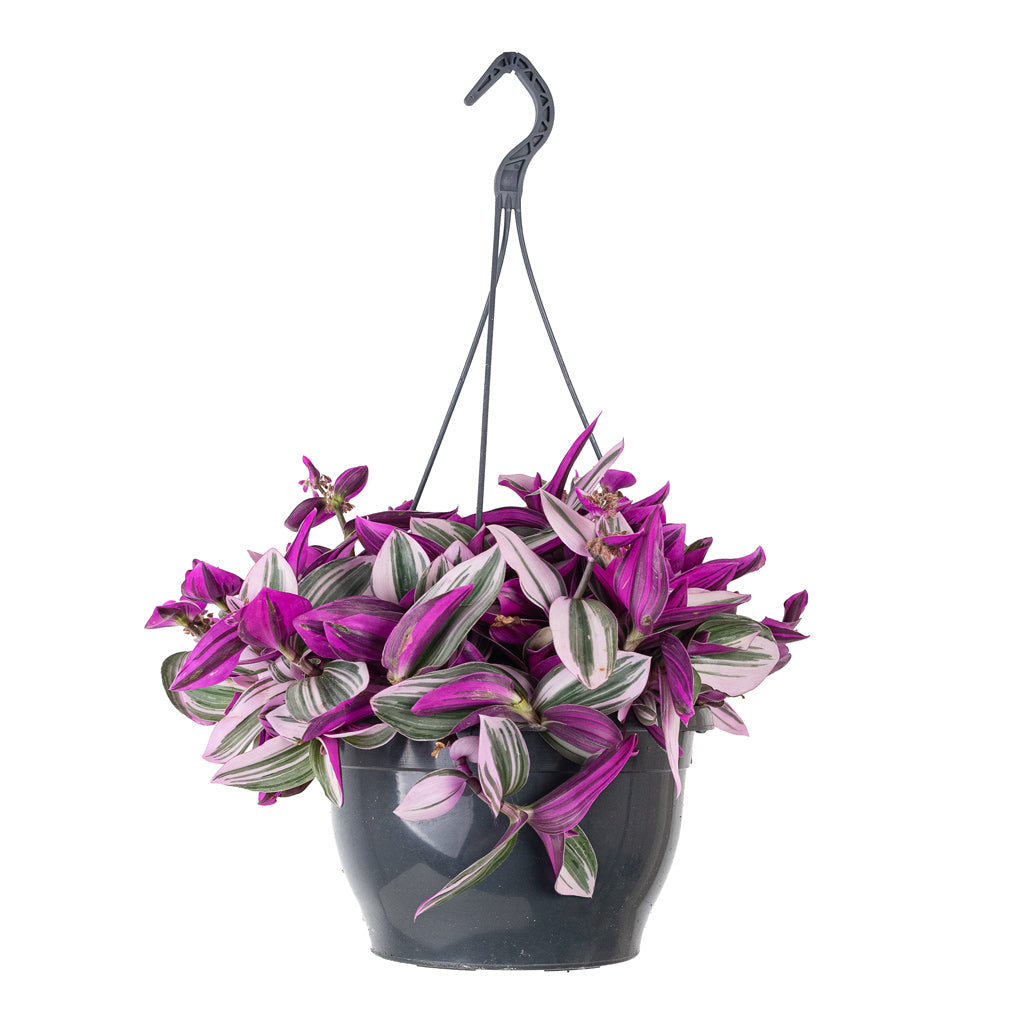 Tradescantia albiflora Nanouk 23x40cm