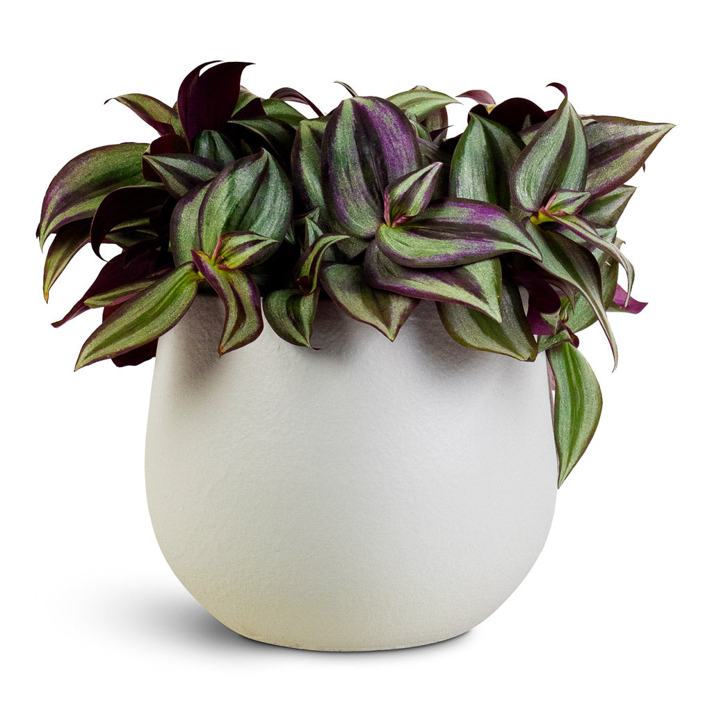 Tradescantia-zebrina-12x15cm-Isabel-Pot-Cotton-15x13cm